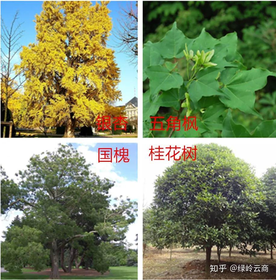 园林绿化中,树种规划遵守这“五大原则”,就可以保持常绿常新 - 知乎