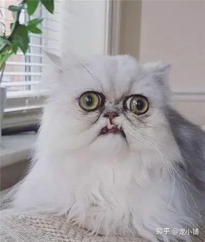 你见过最丑的猫有多丑？非常丑！ - 知乎
