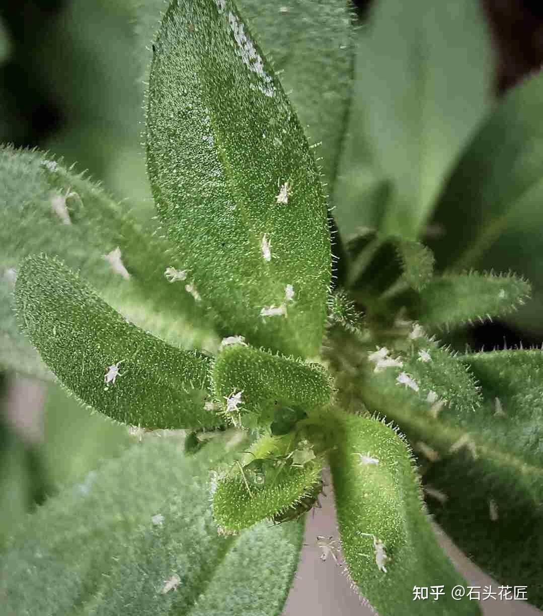 春天养矮牵牛舞春花容易得3种病发现就要用药