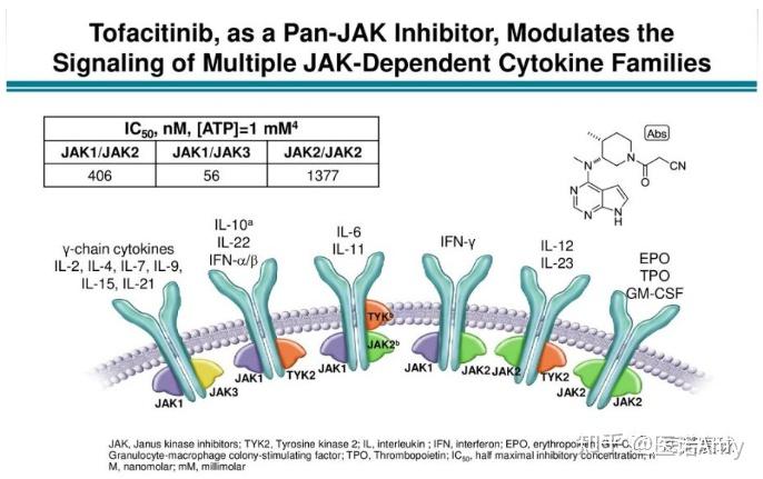 小贝变秃贝再议jak抑制剂或解锁百亿斑秃市场