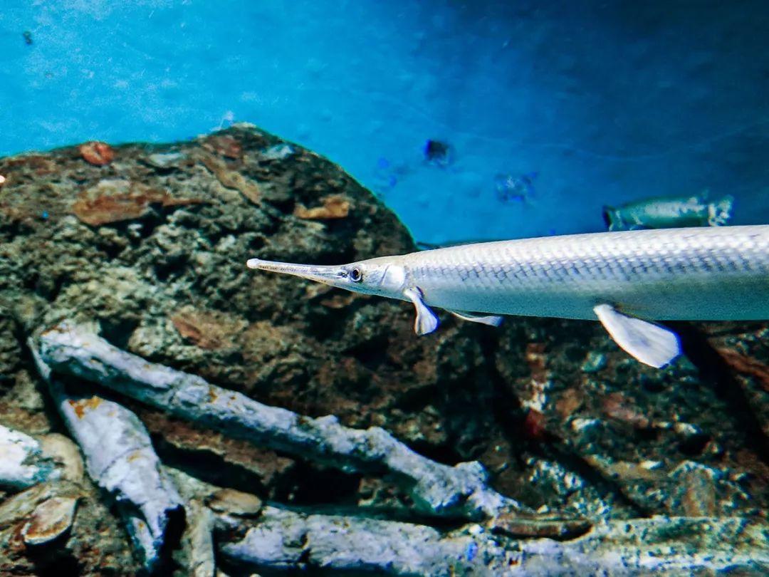 少见的白化观赏鱼有的仙气飘飘有的不幸长残