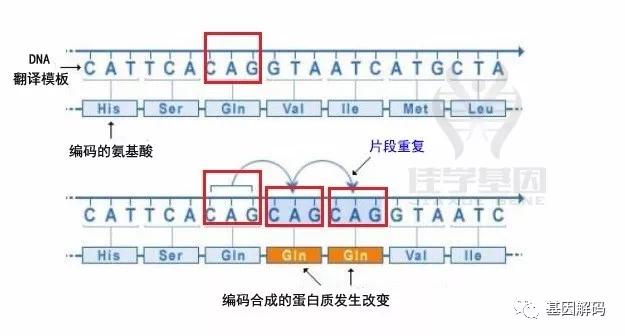 6 移码突变通俗的来讲就是编码(氨基酸)的密码发生了错位,从而改变了