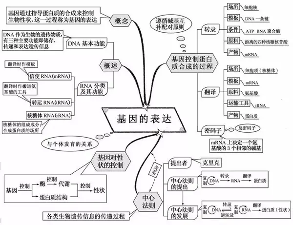 基因表达过程图解图片