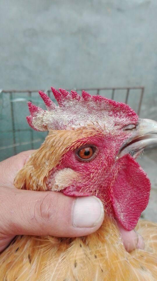 啥是鸡冠子 v2-5bb9306489461e1fcf3c4ffa781ef94a_1440w.jpg?source=172ae18b