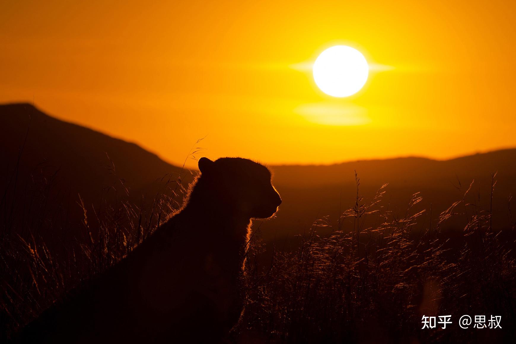 索尼e卡口全画幅(a7c/a7m3/a7m4/a7r4/a7r5/a1)长焦/超长焦镜头怎么选