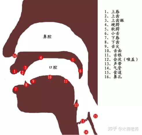 如何让舌根降下去舌面凹成沟,软腭提起,进而使你的发音圆润?(一) - 知乎