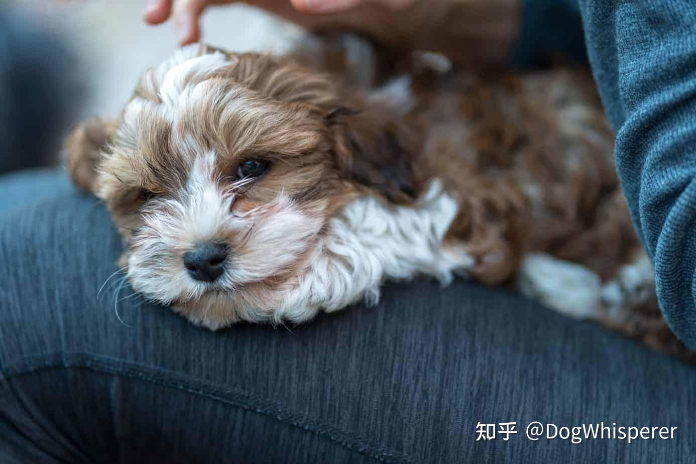 狗为啥总是抱腿 v2-5bbf4eb6e5863d6f03b9b8d4498d3a86_r.jpg