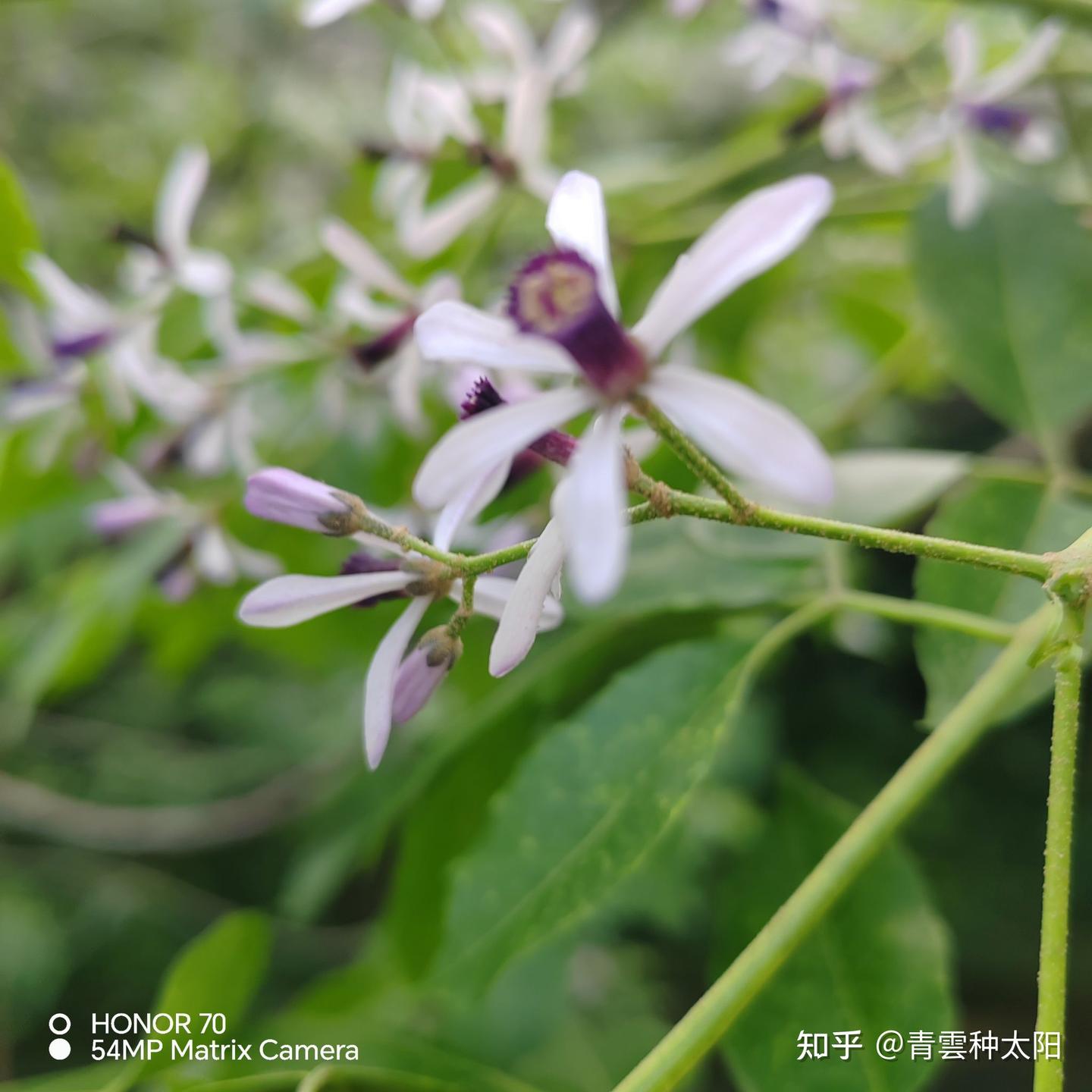 送春迎接夏的苦楝树花 - 知乎