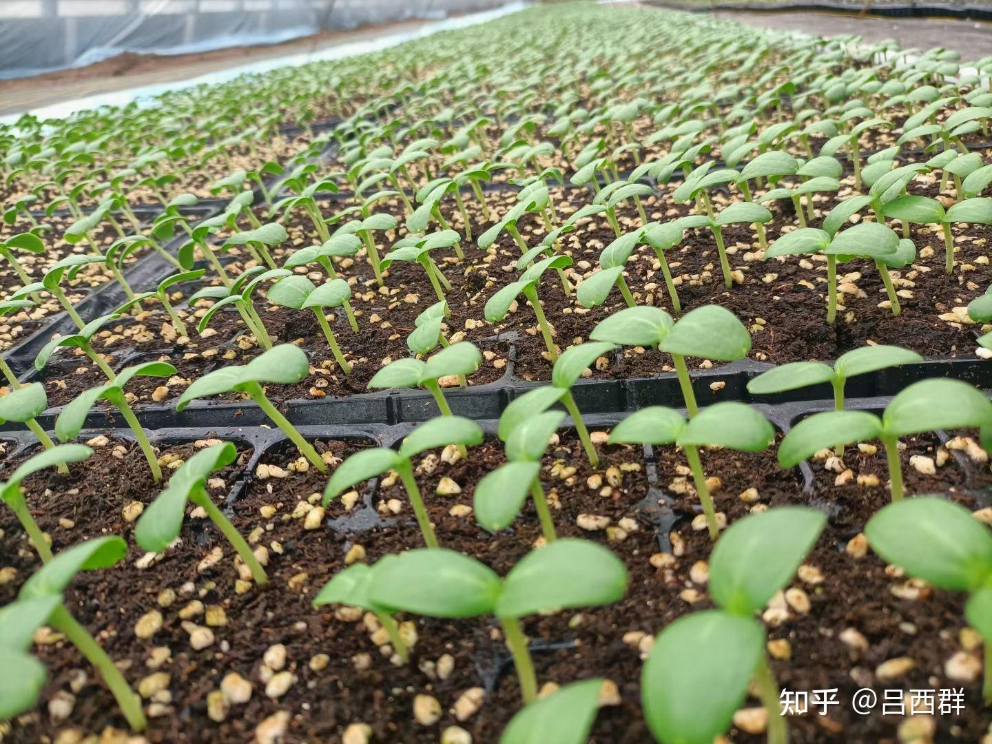 网络助农,甜瓜苗预订