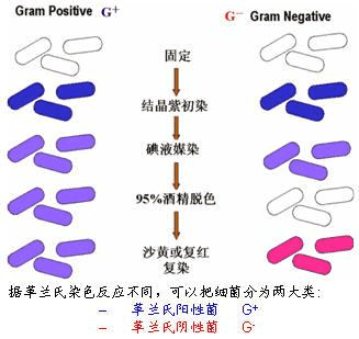 抗酸染色 Acid Fast Bacteria Afb Stain 原理和用途 知乎