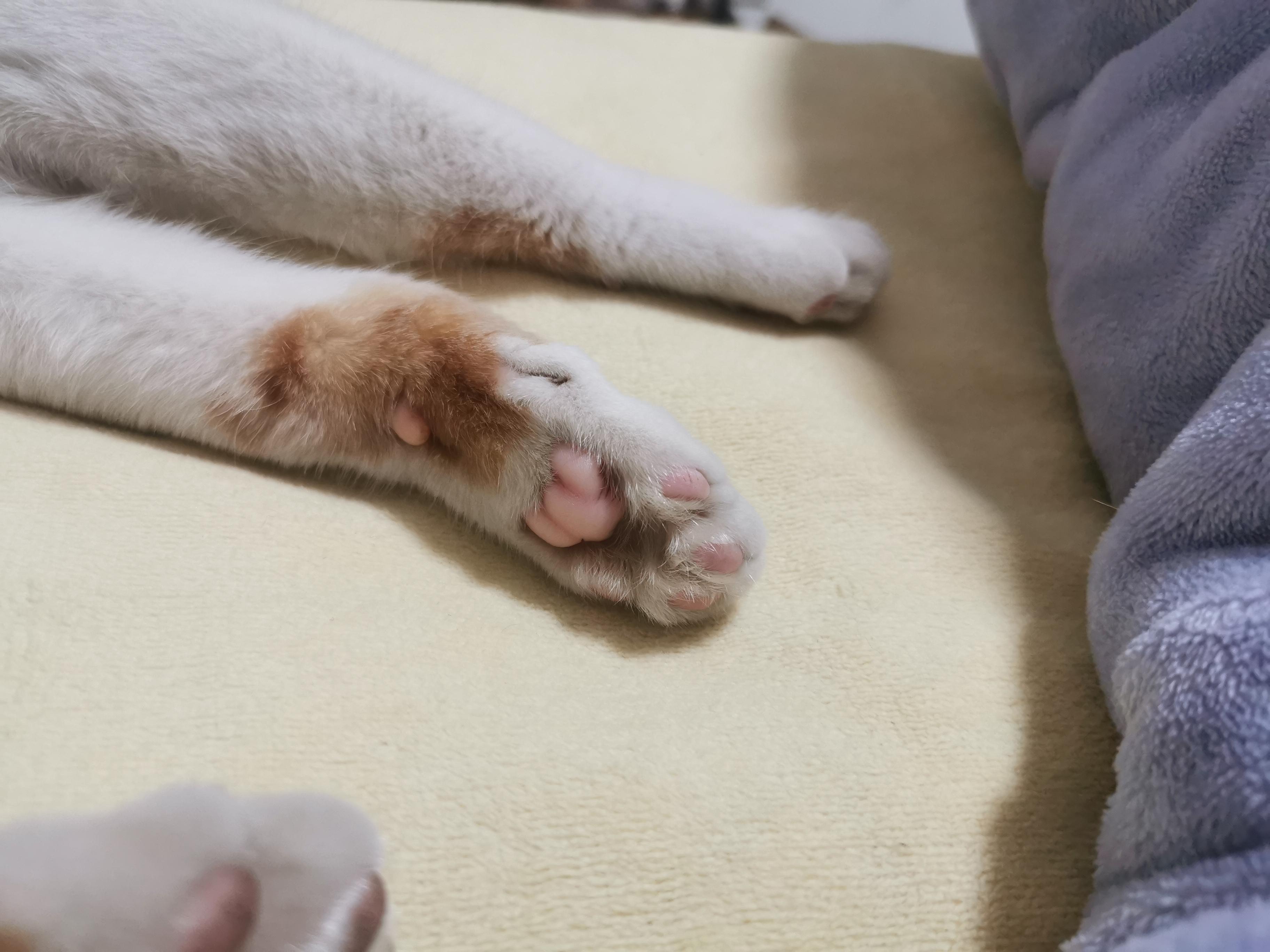 5种猫肉垫代表不同性格有一种脾气最好