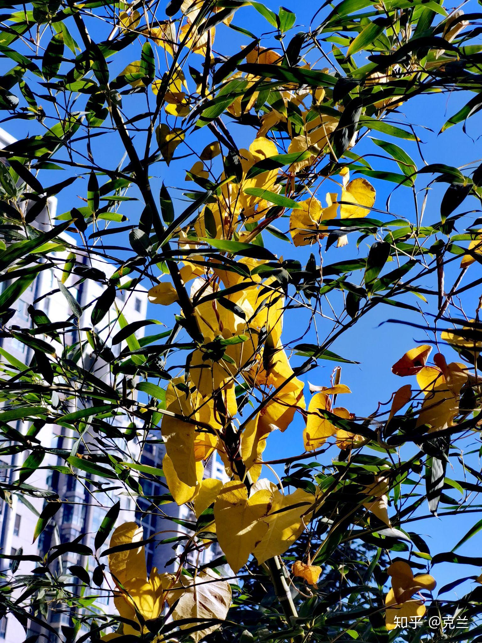 刚竹被秋 - 知乎