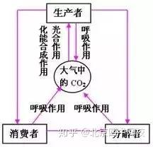 高中生物13大重要规律和公式 知乎