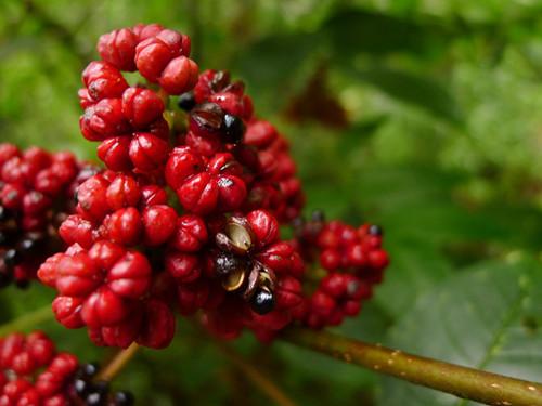 重阳节 遍插茱萸少一人 中的茱萸 长什么样 你好奇么 茱萸树长什么样子 蜂产网