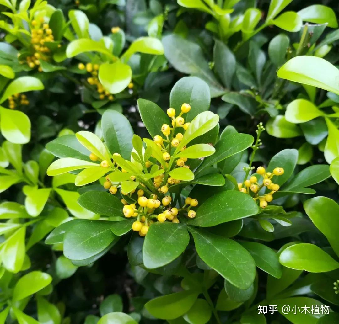 盘点那些具有浓烈花香的植物，芳香四季 - 知乎