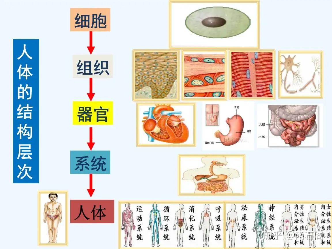 人体细胞结构层次图片