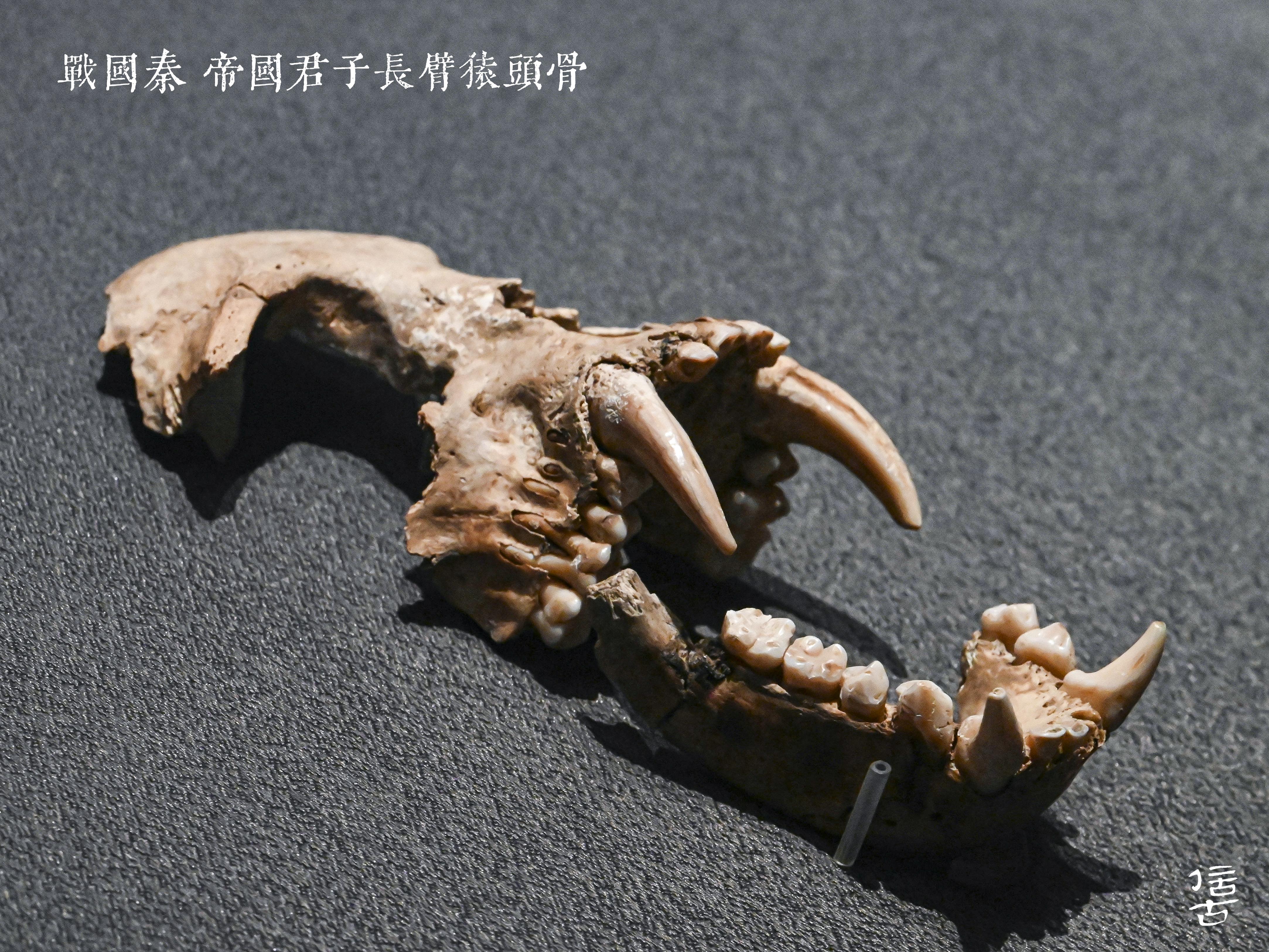 荆神白猨与帝国君子——先秦文物中的长臂猿 - 知乎
