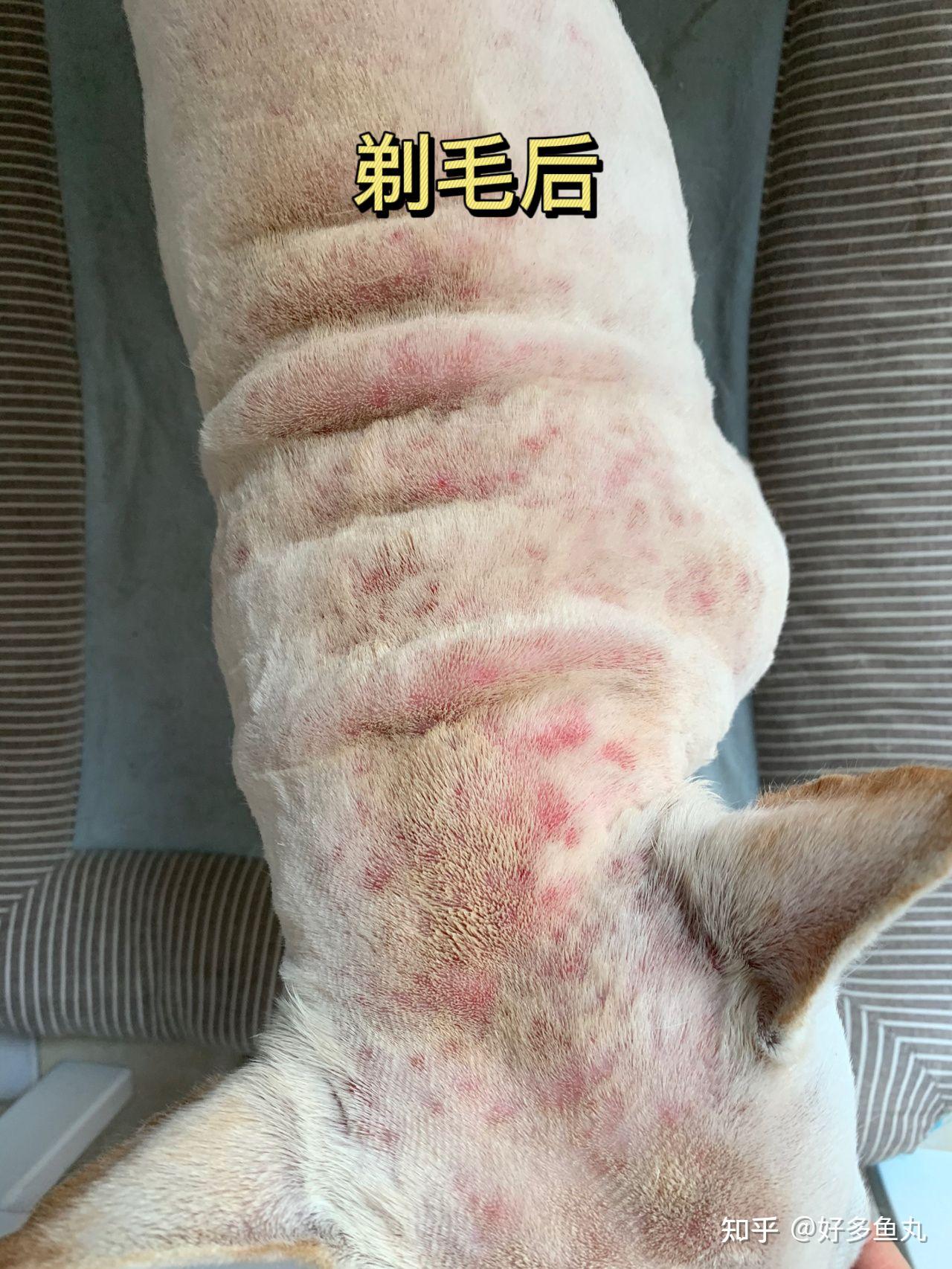 法斗皮肤病,铲屎官你准备好了么?