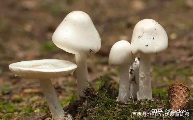 最全的云南野生菌科普介绍 - 知乎