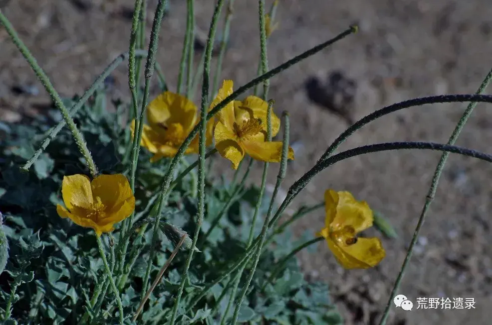中国海罂粟属植物 - 知乎