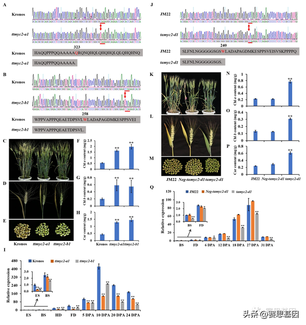 生长素应答因子TaARF15-A1对普通小麦的衰老起负调控作用 - 知乎