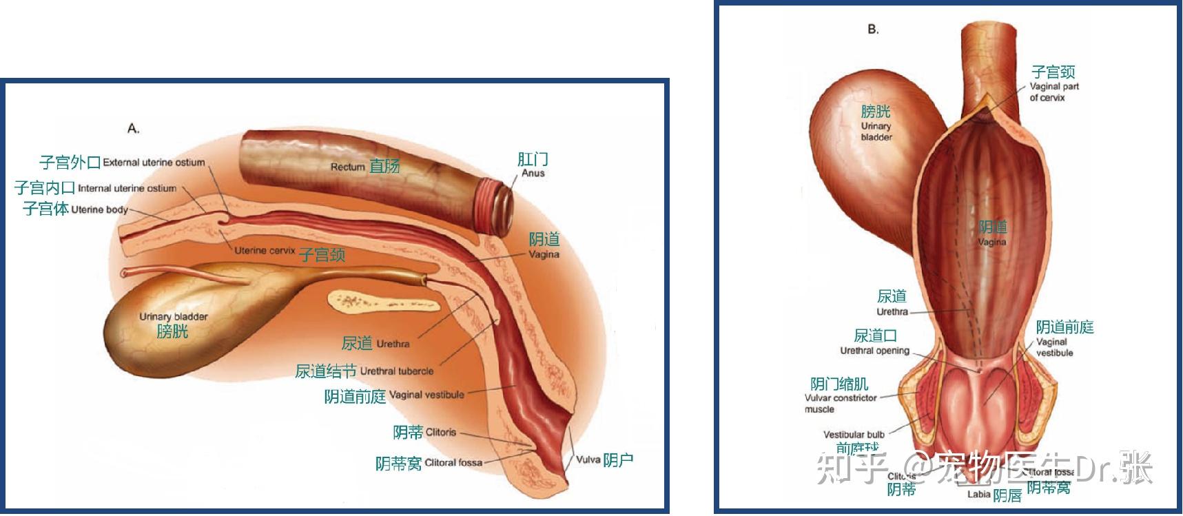 膀胱超声解剖图及解释图片