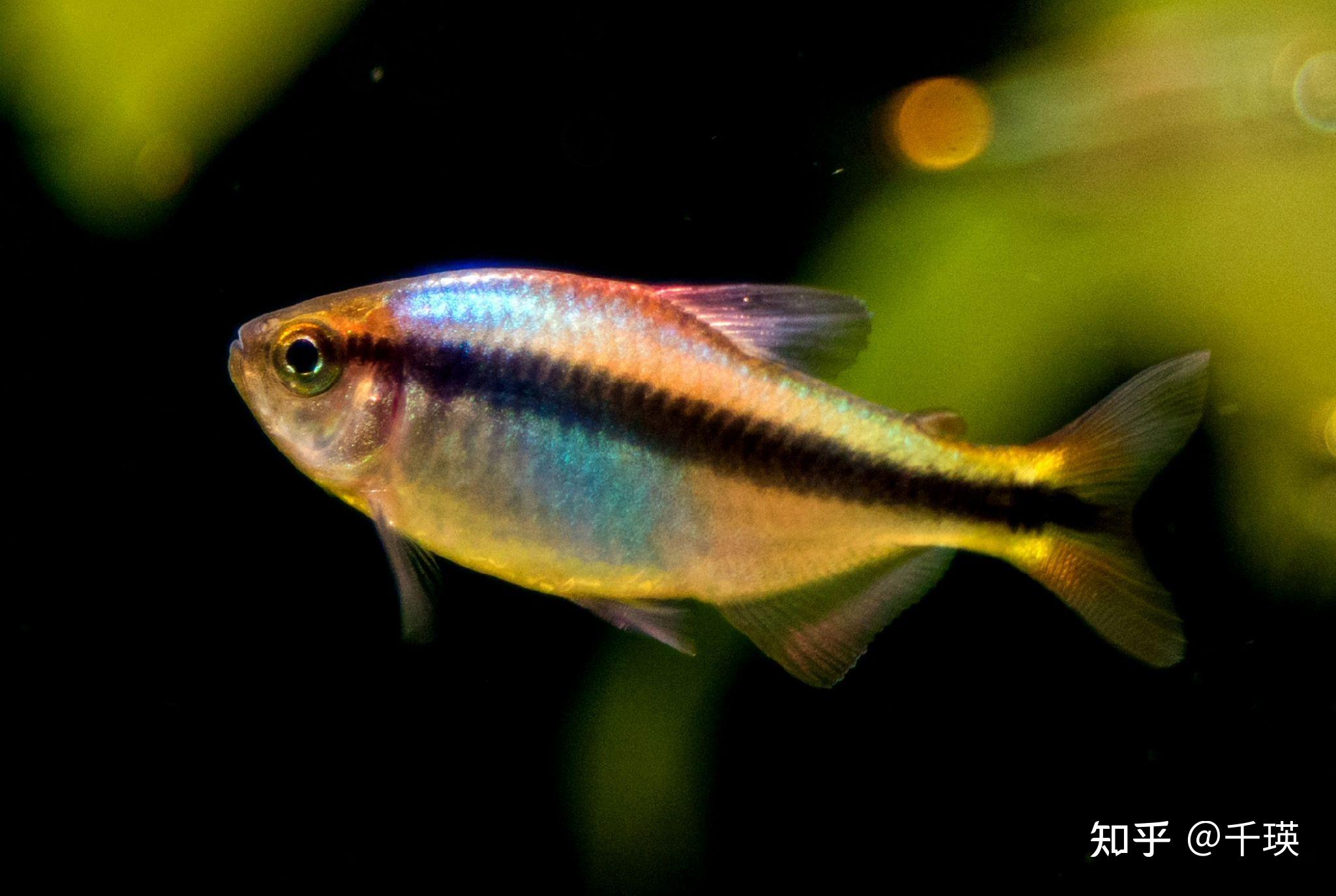灯鱼鉴赏推荐,好看的南美小型鱼 - 知乎