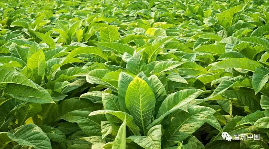 茄子苗的种植方法和时间
