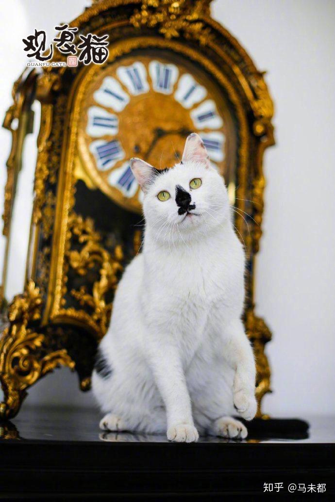 马未都猫的新时代