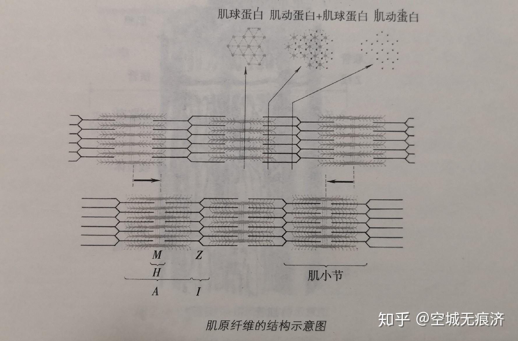 运动康复知识12肌肉的内部解剖结构以及收缩的生理过程