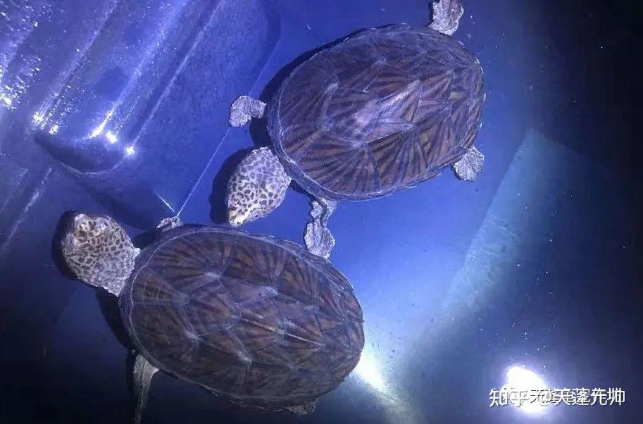 巨头麝香龟小型深水蛋龟品种