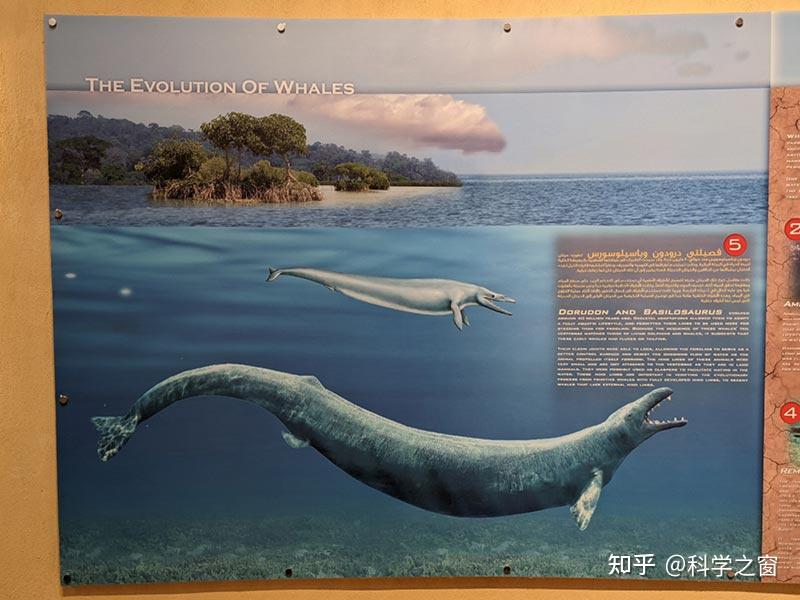 鲸鱼谷——一个充满海洋生物化石的著名沙漠 - 知乎