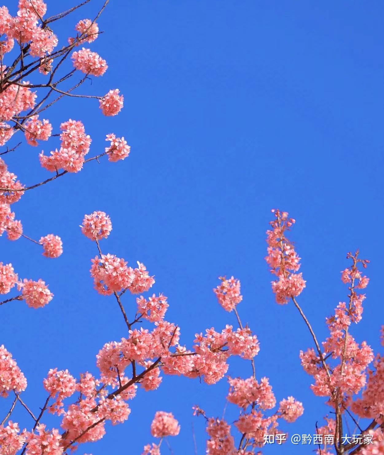 冬日限定|兴义的冬天是粉红色的🌸 - 知乎