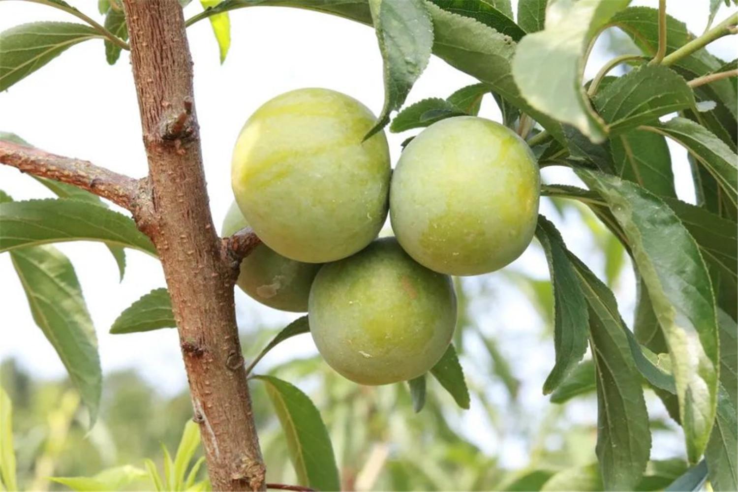 重庆李子采摘攻略主城5个基地北碚品种最多4元一斤太划算了