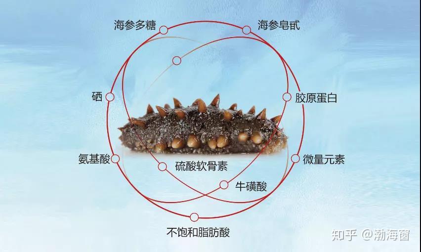 夏乏来袭吃海参对抗夏季疲劳
