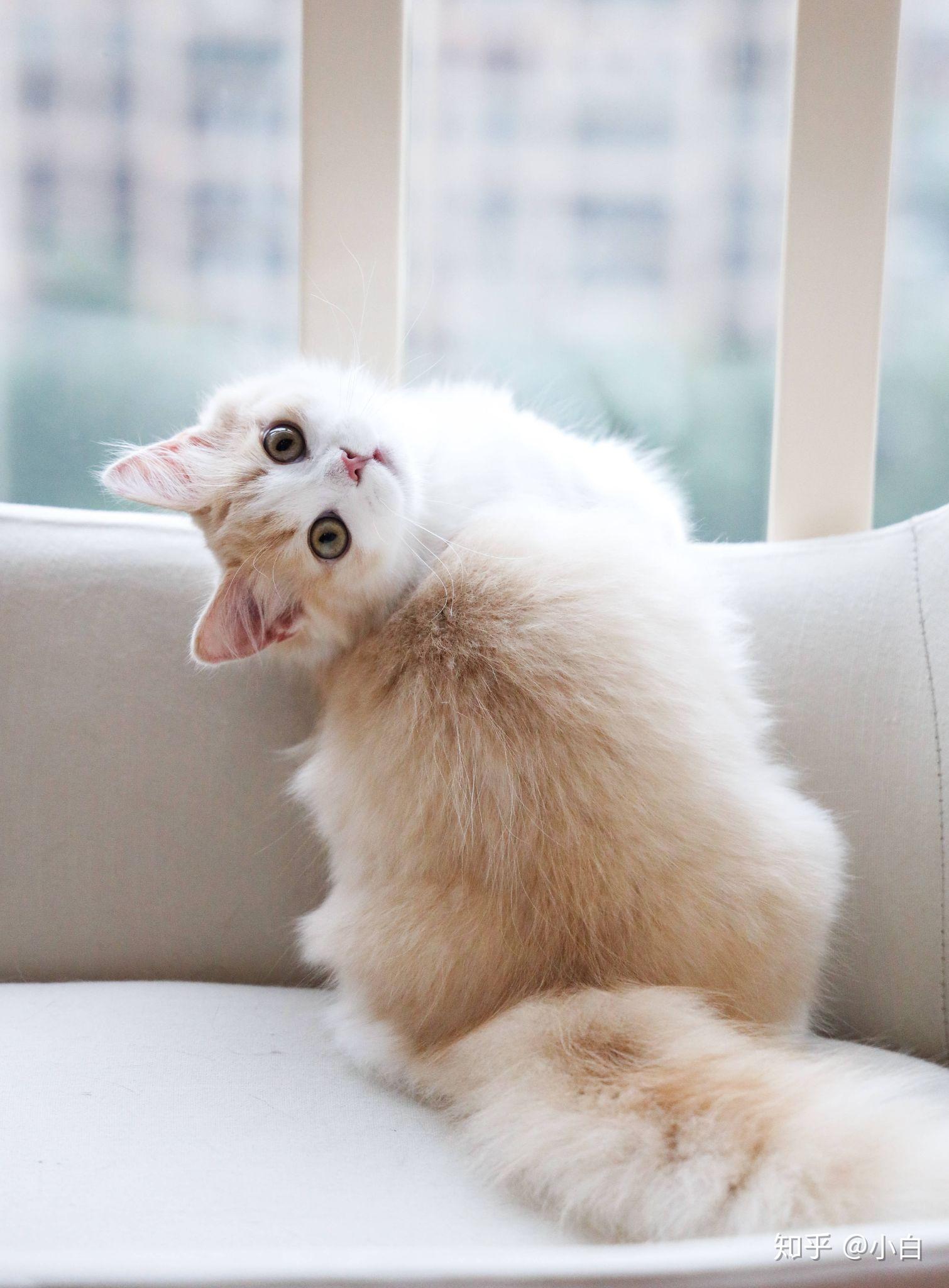 有哪些值得分享的非常可爱的小猫咪