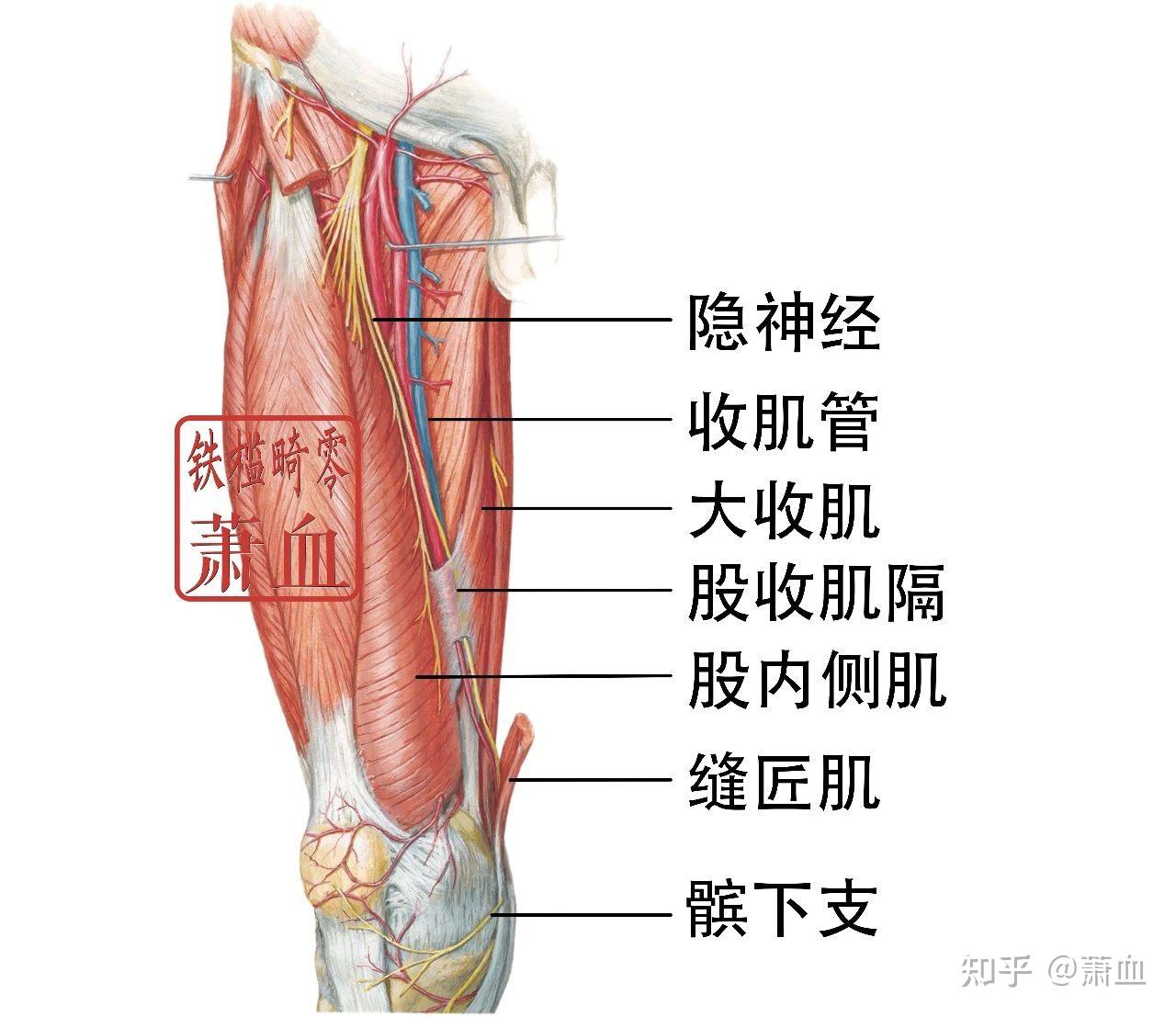 周围神经|股神经 - 知乎