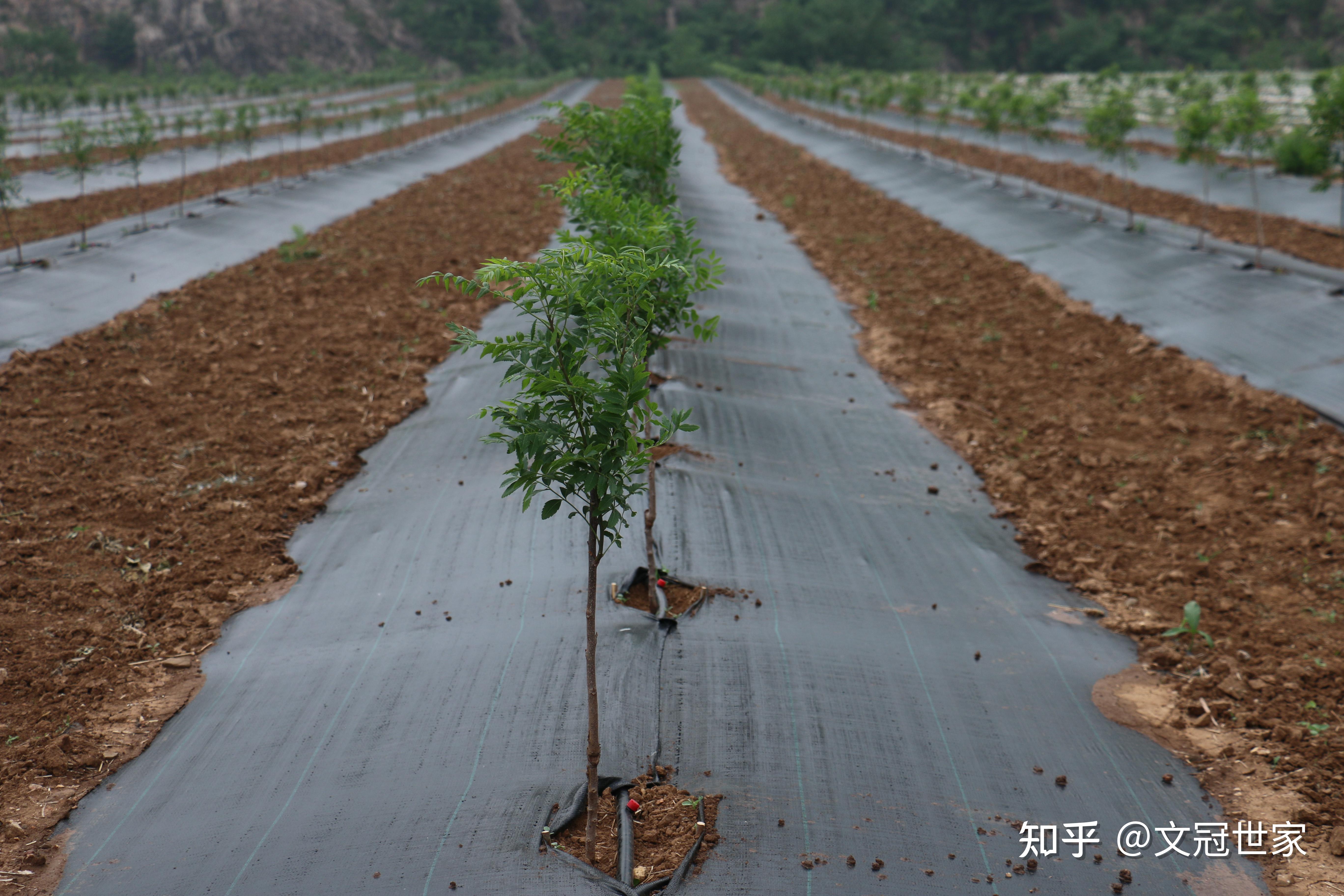 文冠果苗如何控制好根系?栽植前控制好这些,才能事半功倍