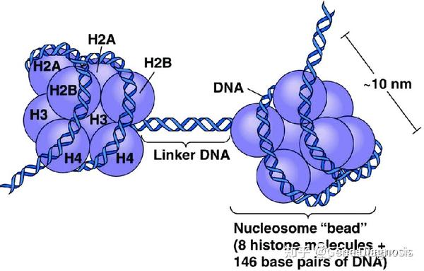 染色质结构详解 知乎