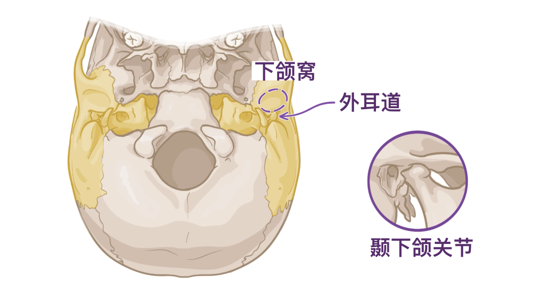 人体解剖学基础:颅底 - 知乎