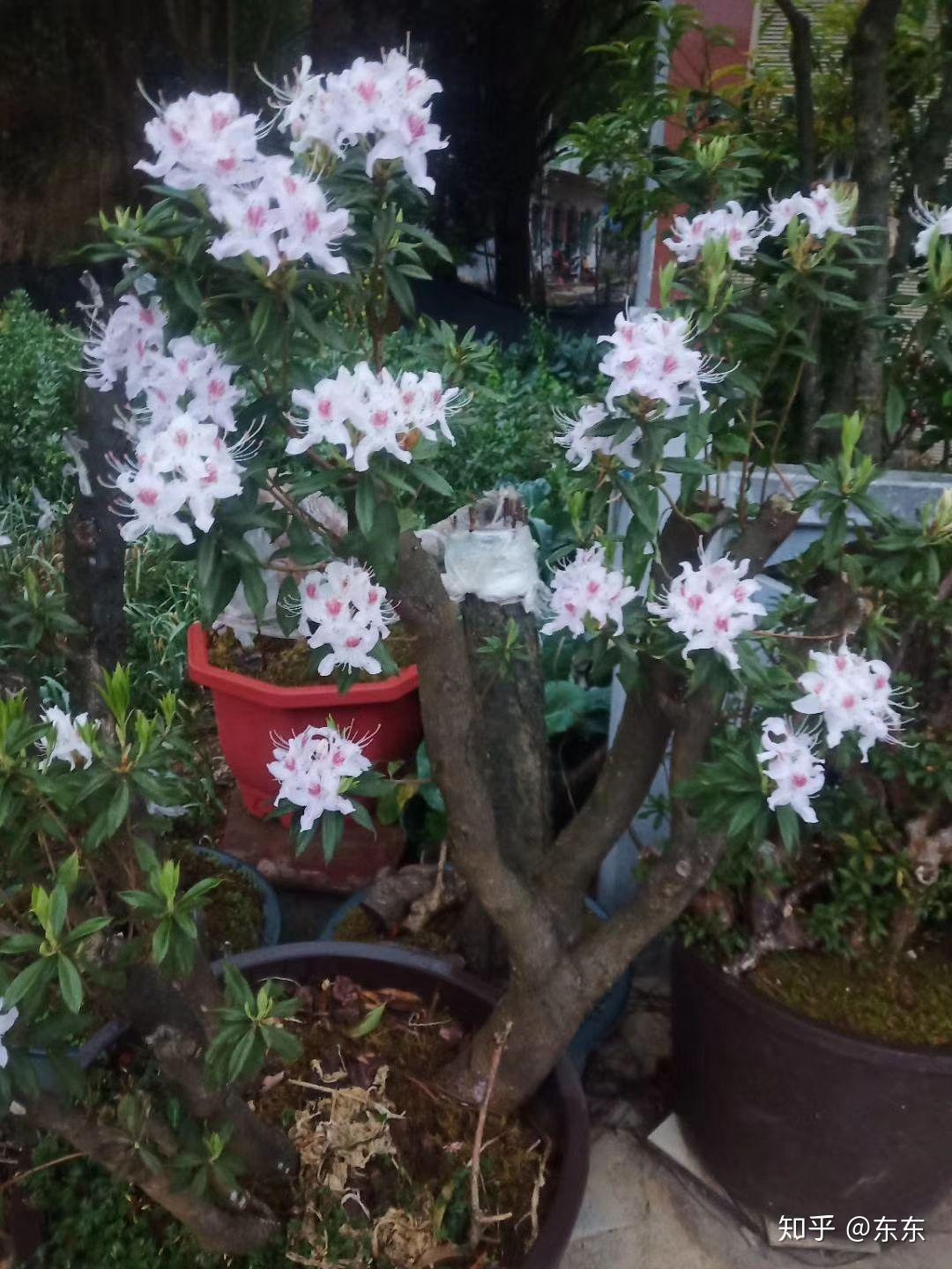 发下自留白杜鹃