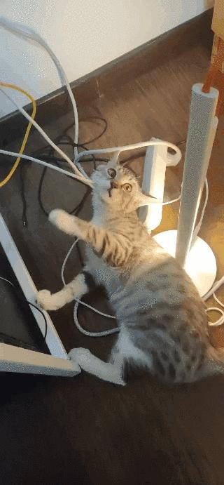 【白夜谈】猫咪在家上吊怎么办