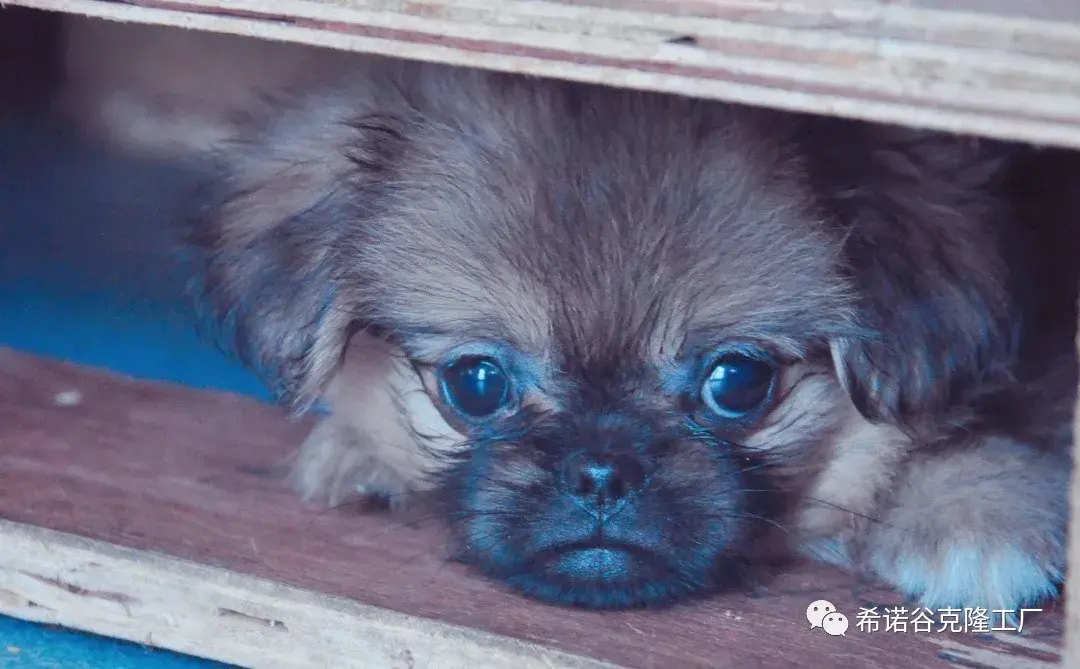 克隆狗交付两只克隆李淑媛一起回家啦