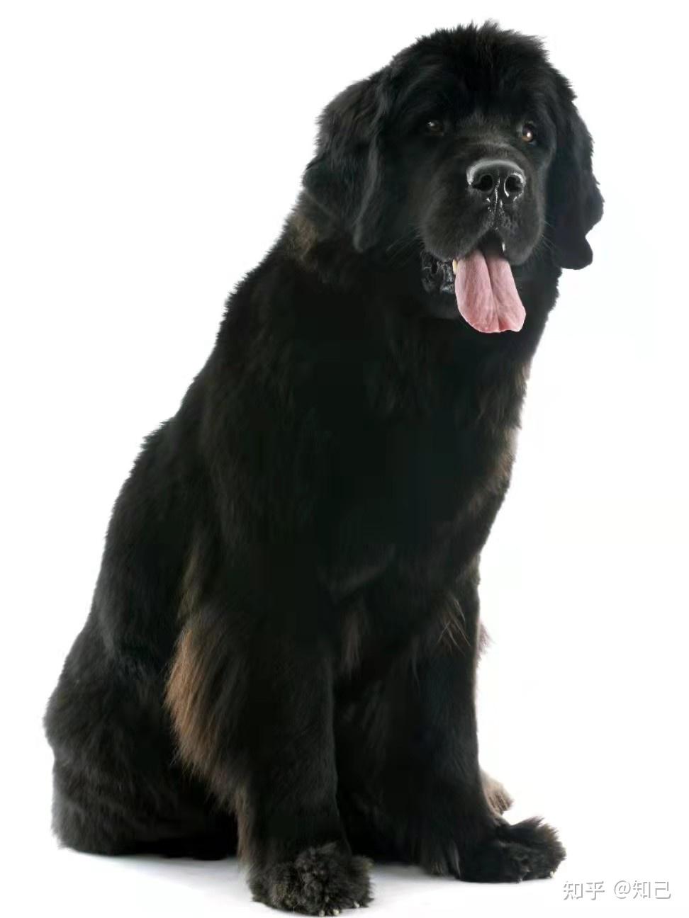 大型工作犬,被毛厚直,颜色为黑色,棕色,米黄色,白底黑斑和灰色(罕见)