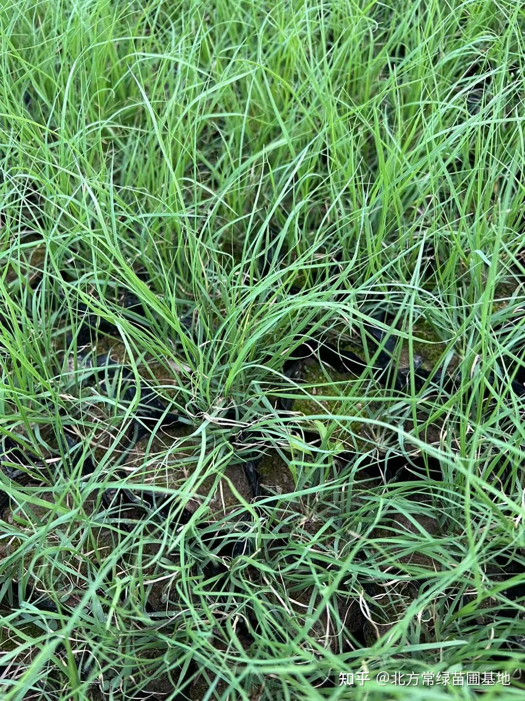 野牛草的形态特征有哪些?