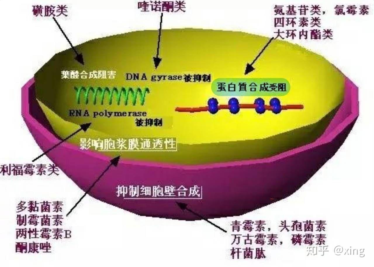 分子克隆抗生素及其抗性基因的应用