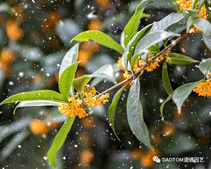 入秋马上又要到了桂花飘香的季节了，秋后养护有技巧 - 知乎