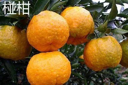 又到了吃碰柑的季节,一起摘果子去吧 - 知乎
