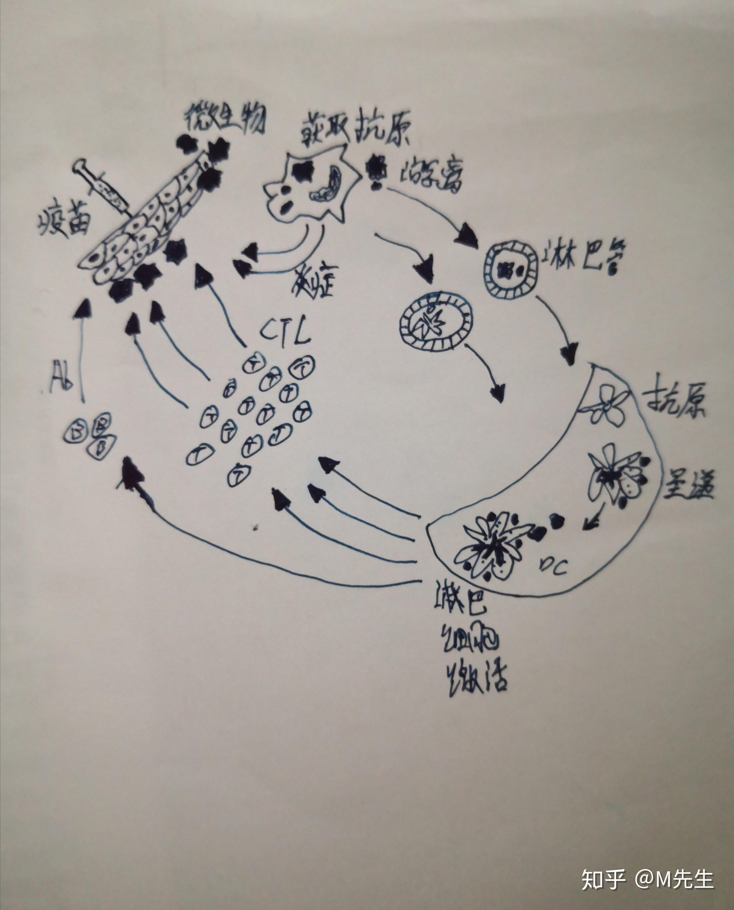 新冠病毒侵染简易图图片