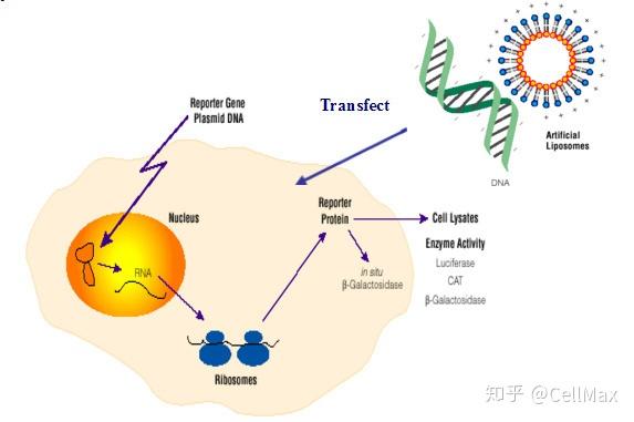 知乎专栏